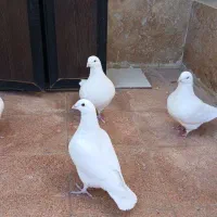 کبوتر میکس جاینت