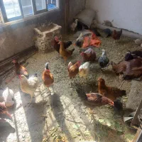 مرغ و خروس