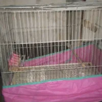 قفس نو|لوازم جانبی حیوانات|بیجار, |دیوار