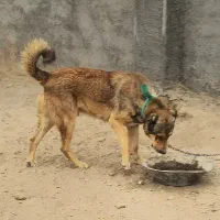 سگ سرابی ذات قدیم|سگ|شهرضا, |دیوار