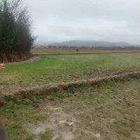 شالیزار 2500 متر بر جاده گوراب پس نسخ دار