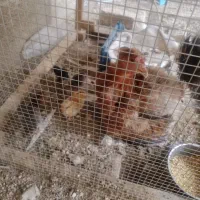 مرغ کرک همراه ۴تاجوجه
