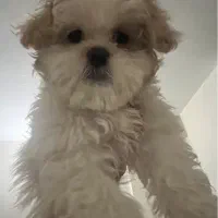 مالتیپو|سگ|تهران, فلسطین (میدان انقلاب)|دیوار