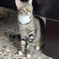 واگذاری گربه به علت مهاجرت