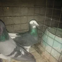 کفتر یا کبوتر|پرنده|یزد, |دیوار