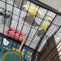 طوطی کتوله به ضمانت تخم جوجه