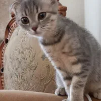 واگذاری‌گربه|گربه|تبریز, |دیوار