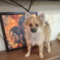 پامرین روباهی