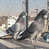 کبوتر سرور ، هما ، انگلیسی ، سبز دم سفید و .شمرونی