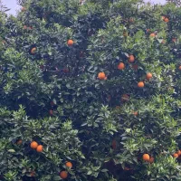 پرتقال والنسیا کلی و جزئی