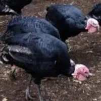 بوقلمون هفت ماهه یک عددنر طیوقچی