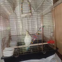 عروس هلندی با قفس،یک میلیون و شیصد|پرنده|اصفهان, شهرک کاوه|دیوار