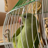 طوطی ملنگو نر ۲ ماهه