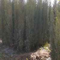 انواع نهال|خدمات باغبانی و درختکاری|شیراز, عادل آباد|دیوار