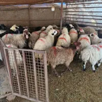 گوسفند زنده همراه با ۸۰ درصد تخفیف ویژه|حیوانات مزرعه|مشهد, کوثر|دیوار