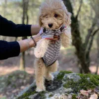 سگ پا کوتاه شیتزو پودل