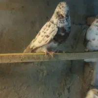 کبوتر|پرنده|ماکو, |دیوار