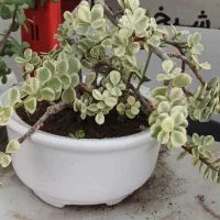 گلهای آپارتمانی جزئی وعمده