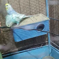 گرینچک.عروس هلندی.مرغ عشق.قفس|پرنده|زابل, |دیوار