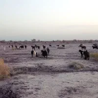 بز آبستن