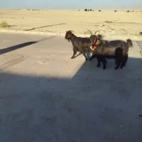 بز و بره|حیوانات مزرعه|شوشتر, |دیوار