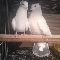 فروش یک جفت کبوتر زینتی کاکلی جفت دم سیاه