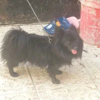 یک عدد پامر زیبا ی نر به فروش میرسد|سگ|آذرشهر, |دیوار