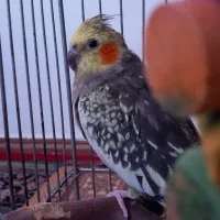 عروس هلندی جفت سخنگو|پرنده|نورآباد, |دیوار