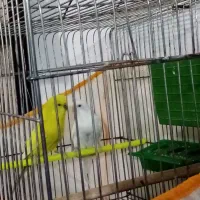 مرغ عشق|پرنده|تربتحیدریه, بالا ولایت|دیوار