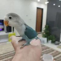 جوجه برزیلی (کوتوله)|پرنده|فولادشهر, C7|دیوار