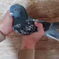 جفت کبوتر ترکیه‌ای