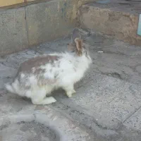 خرگوش