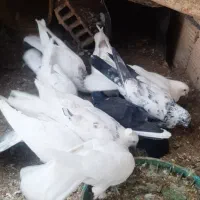 کبوتر|پرنده|سامان, |دیوار