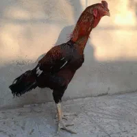 خروس لاری|حیوانات مزرعه|رباطکریم, رباطکریم|دیوار