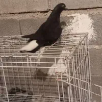 کفتر لوت|پرنده|چمران, |دیوار