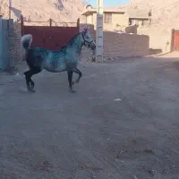 اسب|اسب و تجهیزات اسب‌سواری|استهبان, |دیوار