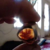 انگشترشجرزنده