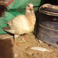 کبوترطوقی|پرنده|محمدشهر, ولدآباد|دیوار