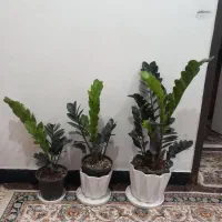سبز لباس|کفش و لباس بچه|بندر دیر, |دیوار