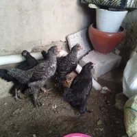 جوجه  نژاد دار