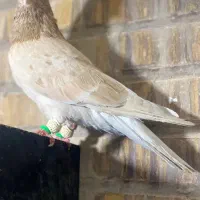 کفتر سرول گمشده