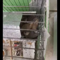 فنج نرگسی قفسی شکلاتی و دوجفت تخم گذاشتن|پرنده|قم, فرهنگیان و شهربانی|دیوار