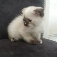 دوعدد گربه اسکاتیش|گربه|زنجان, |دیوار