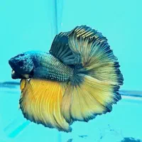 فروش انلاین فایتر خاص(عکس خود ماهی)