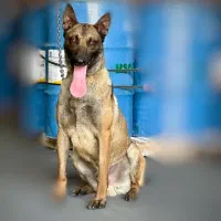 نر ۲ ساله مالینویز اماده جفتگیری|سگ|بروجرد, |دیوار