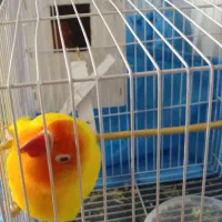 طوطی کوتوله برزیلی فیشر طلایی|پرنده|مشهد, هفده شهریور|دیوار