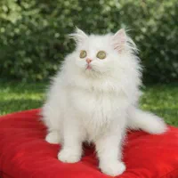 بریتیش پرشین موبلند