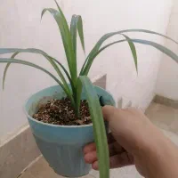گل پاندانوس
