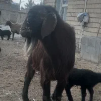 نر بز