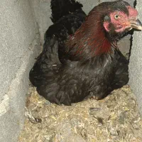 مرغ لاری کرچ